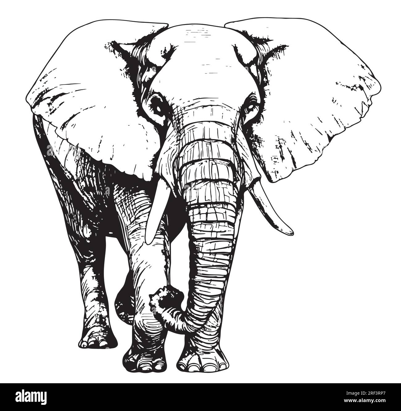 Big elephant walking hand drawn sketch Vector Stock Vector Image & Art