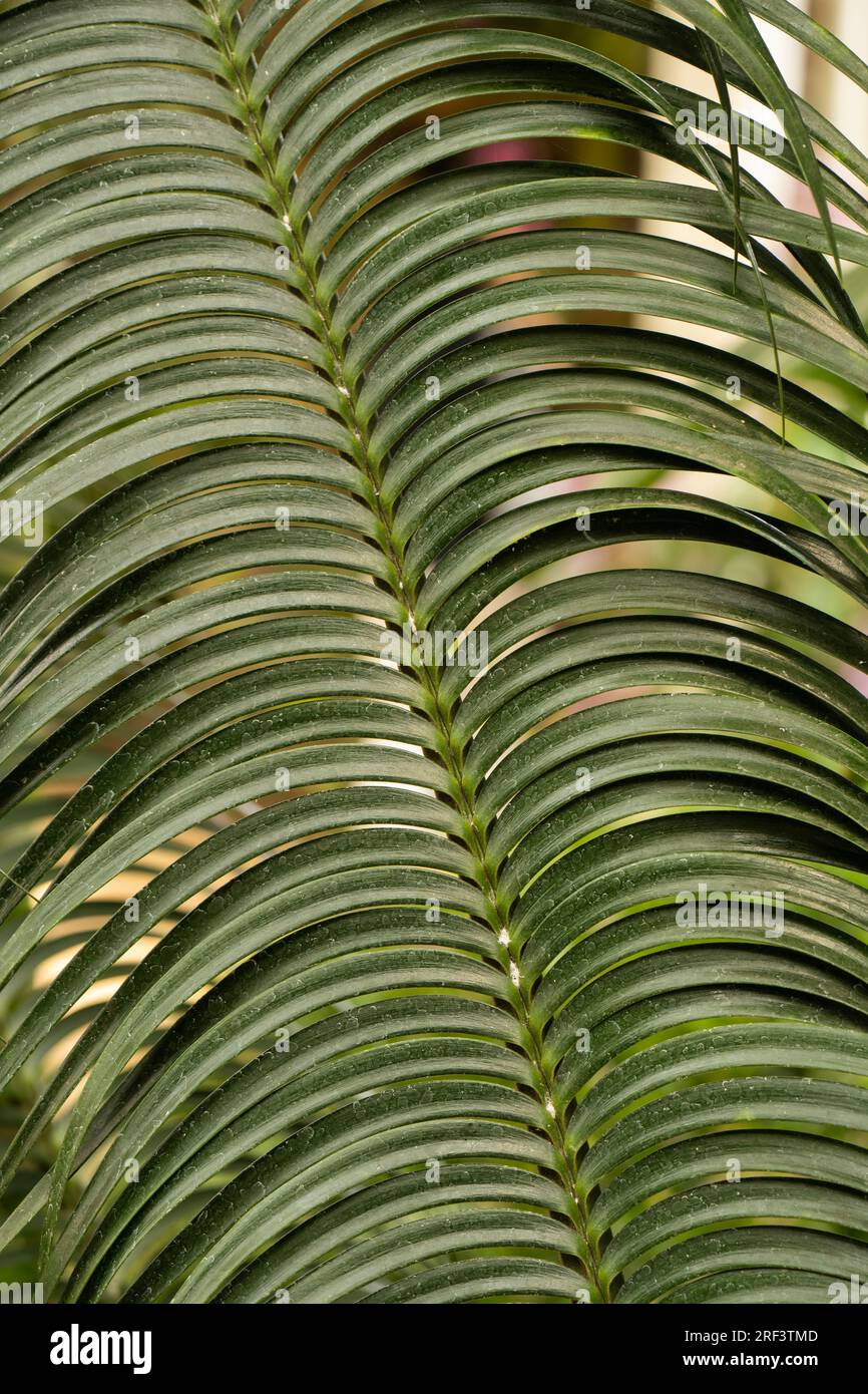Lepidozamia peroffskyana. Foliage. Stock Photo