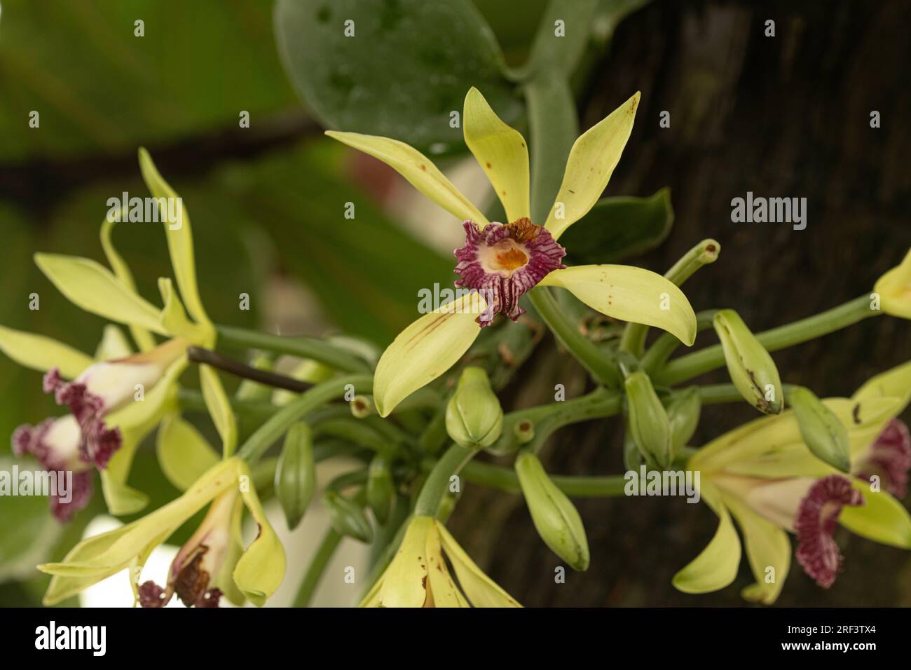 Vanilla Orchid: Vanilla imperialis. Stock Photo