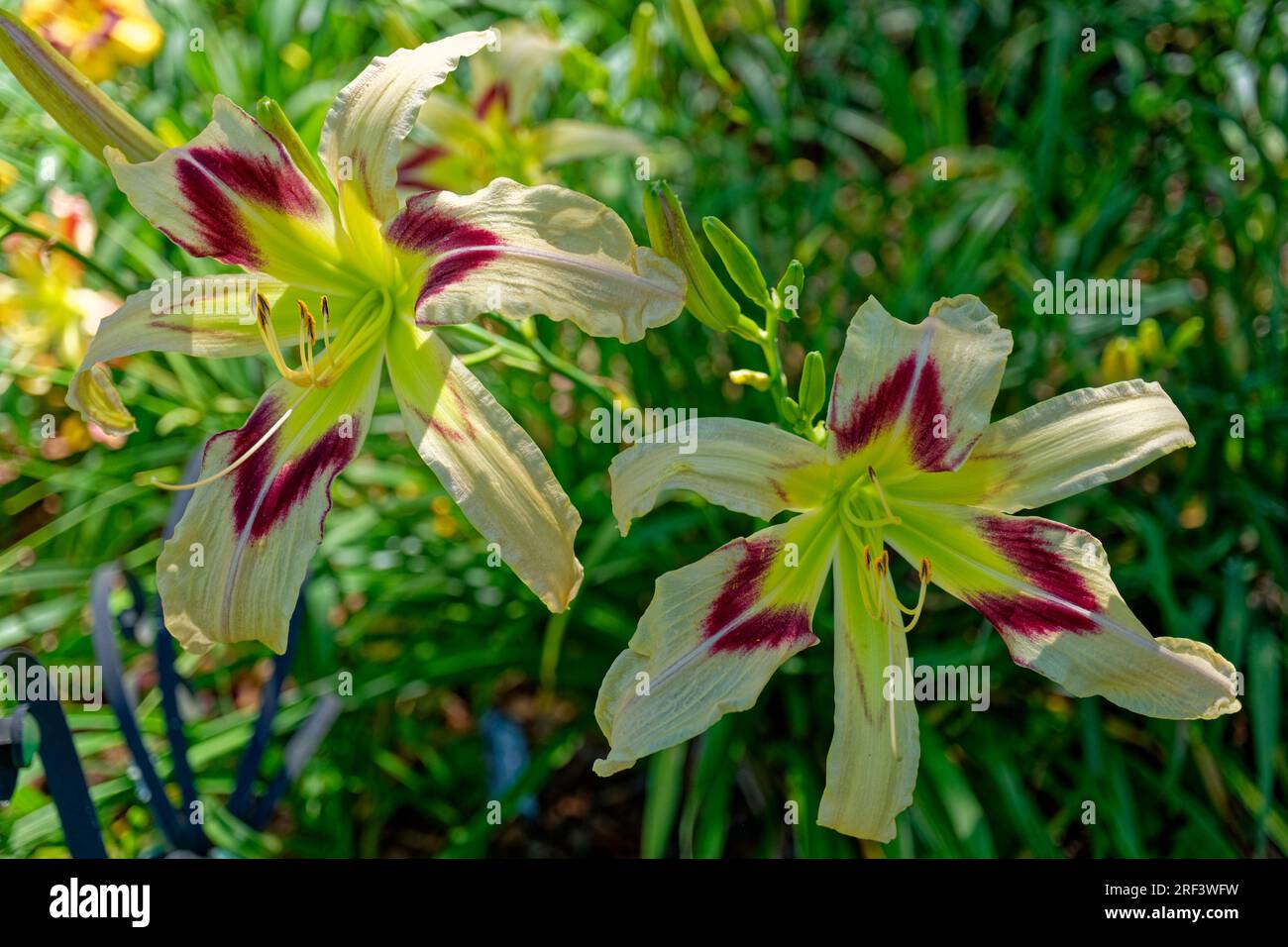 Two large petal daylilies in full bloom light yellow with red markings and a deeper yellow center surrounded by buds to open and lush green foliage cl Stock Photo