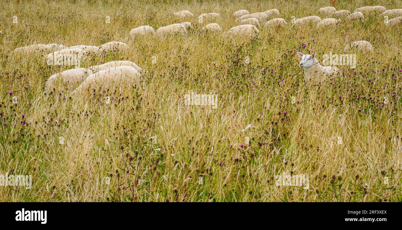 Counting sheep hi-res stock photography and images - Alamy