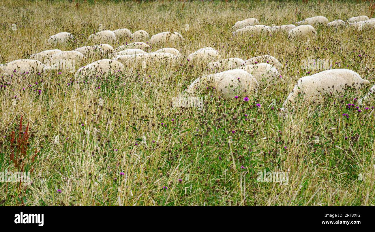 Flock of sheep grazing and hidden by long grass in a Gloucestershire field UK Stock Photo