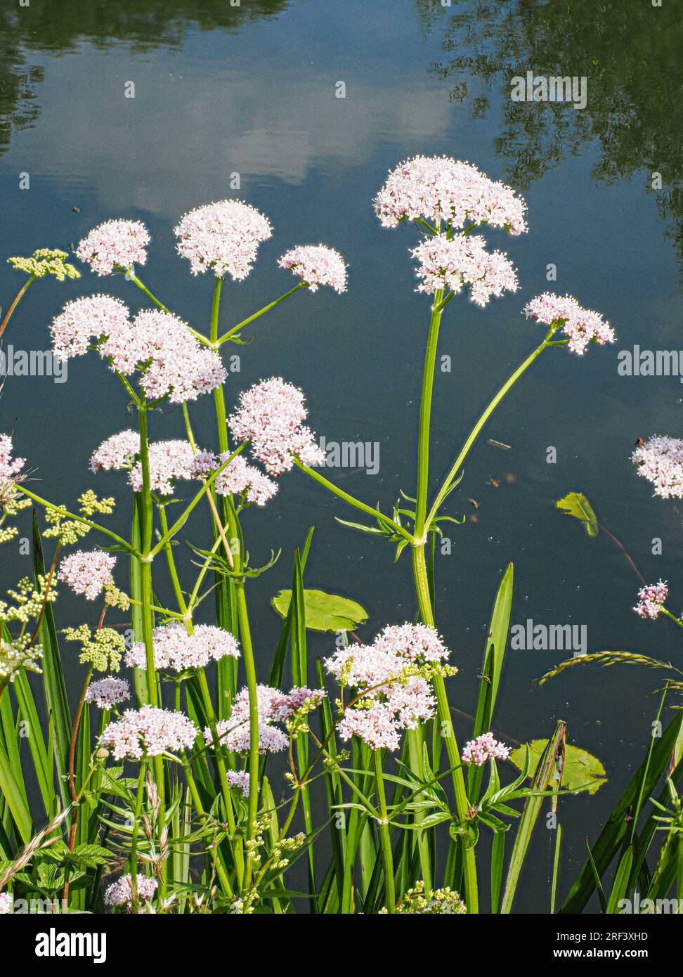 Common Valerian Valeriana officinalis growing on the banks of the River Avon in Somerset UK Stock Photo