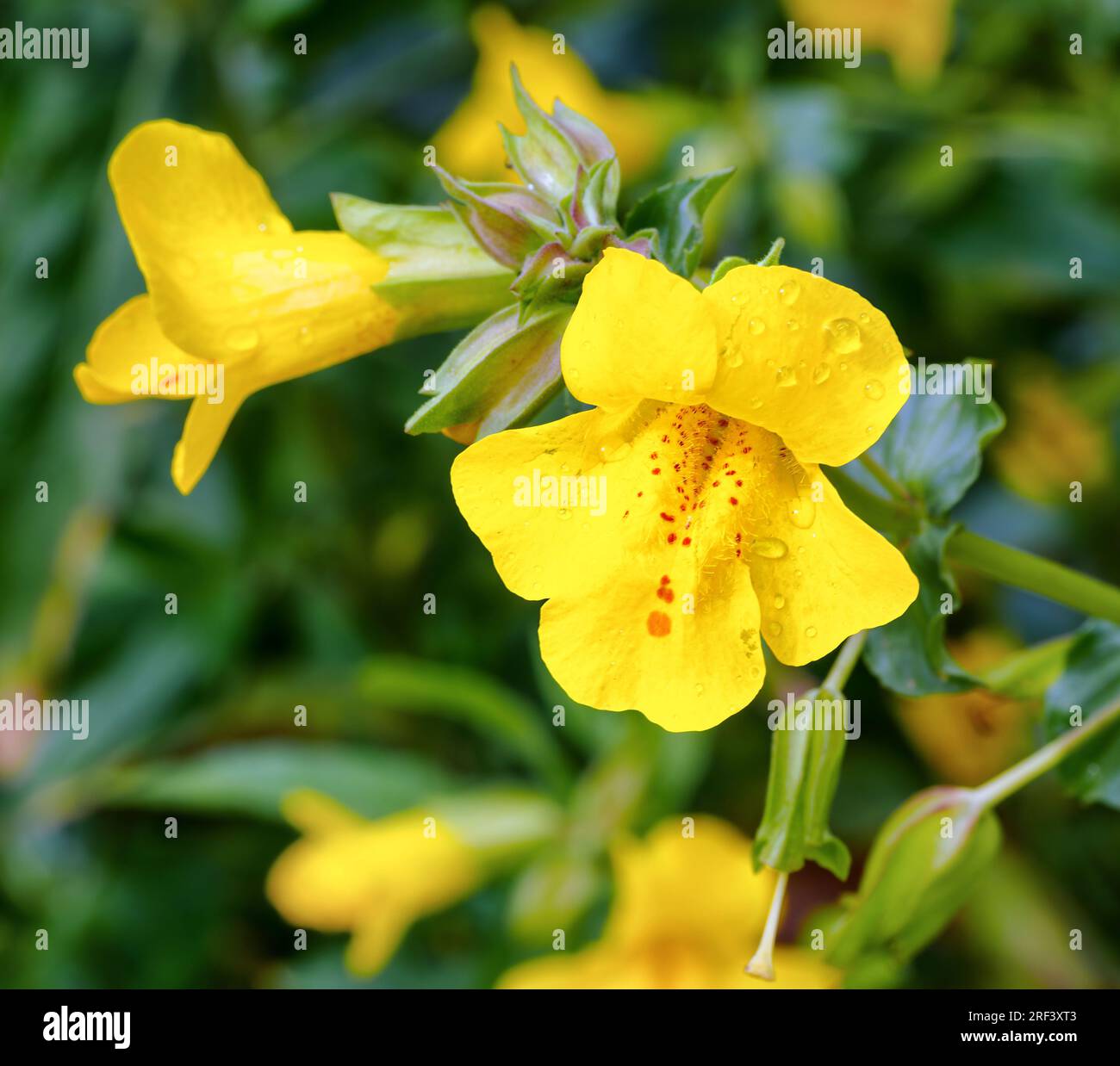 Monkey Flower Mimulus guttatus growing in shallow water along the River Lathkill in the Derbyshire Peak District UK Stock Photo