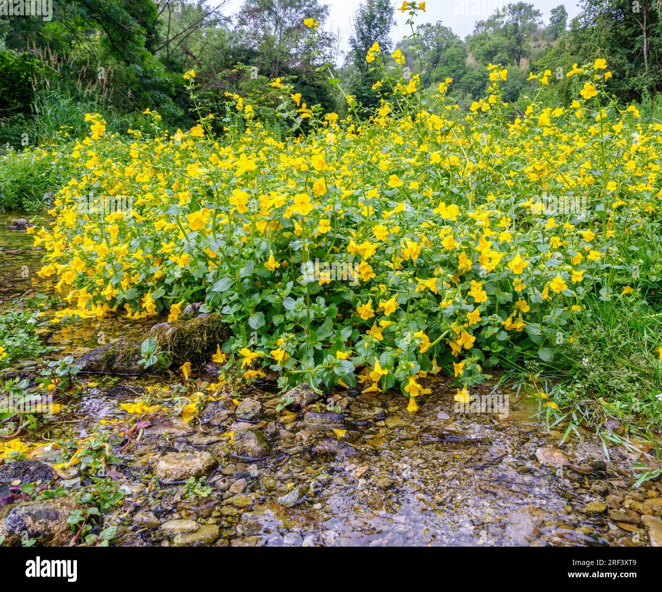 Monkey Flower Mimulus guttatus growing in shallow water along the River Lathkill in the Derbyshire Peak District UK Stock Photo