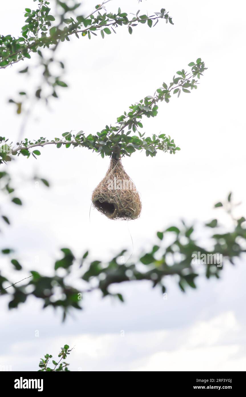 bird nest on the Manila tamarind tree and sky background Stock Photo