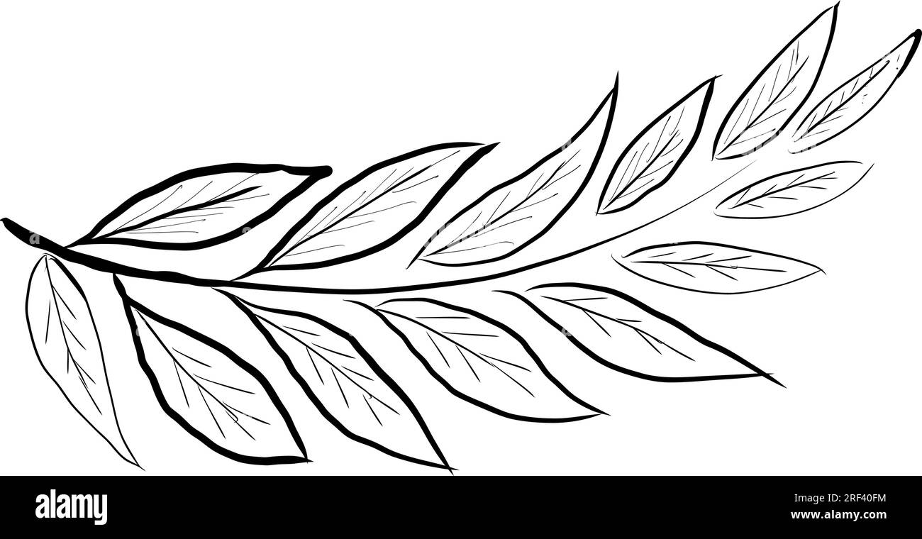 Leaves hand drawn. Line art. On a white background. Isolate Stock Vector