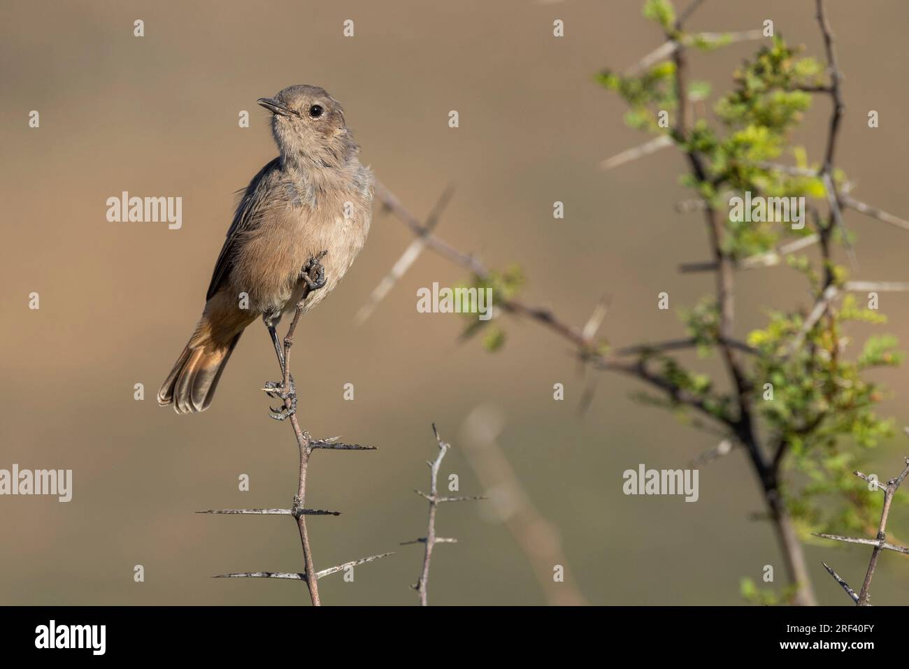 A frontal view of the Familiar Chat which is a small passerine bird in the Karoo National Park, South Africa Stock Photo