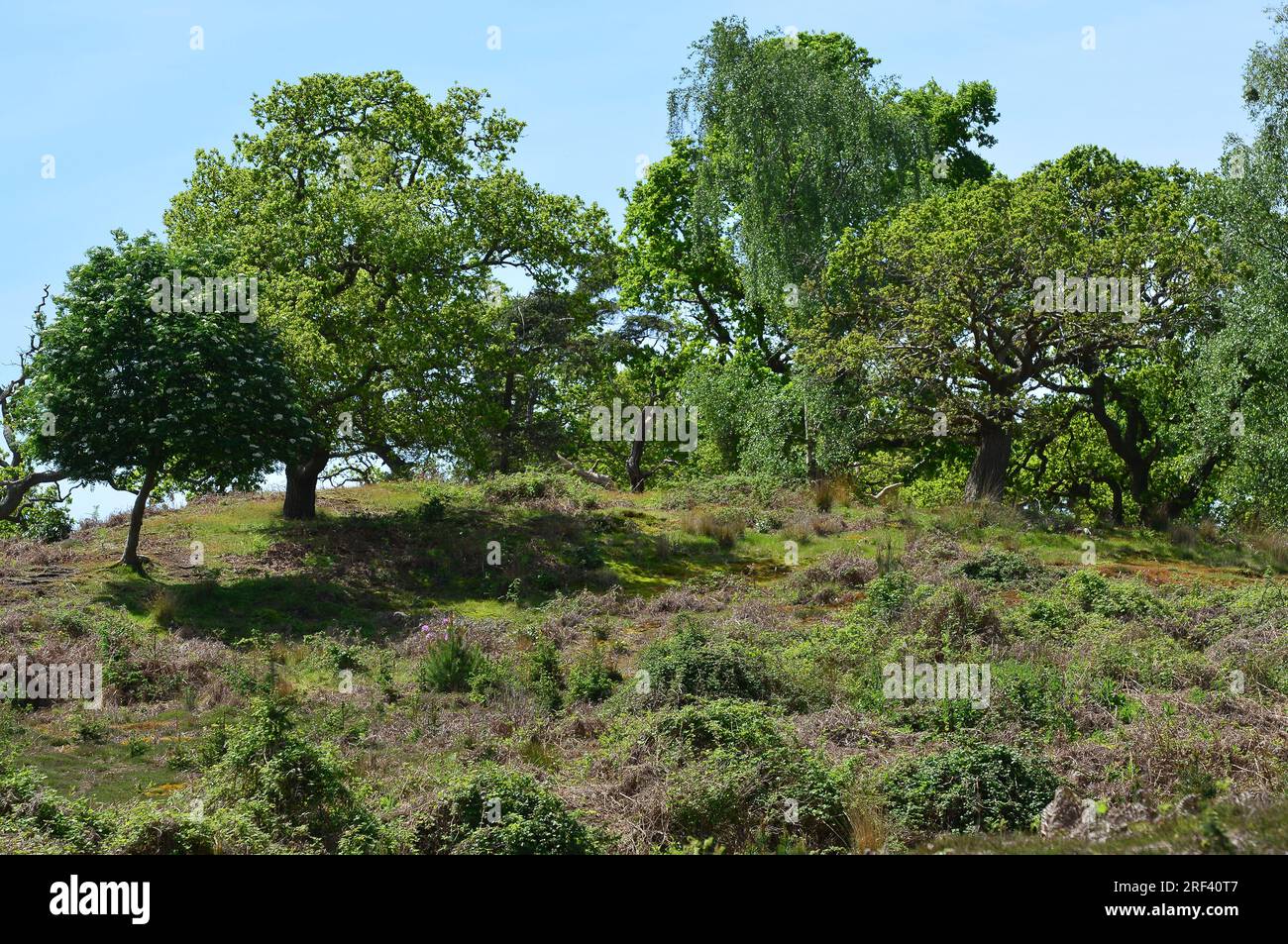 Arne nature reserve hi-res stock photography and images - Alamy