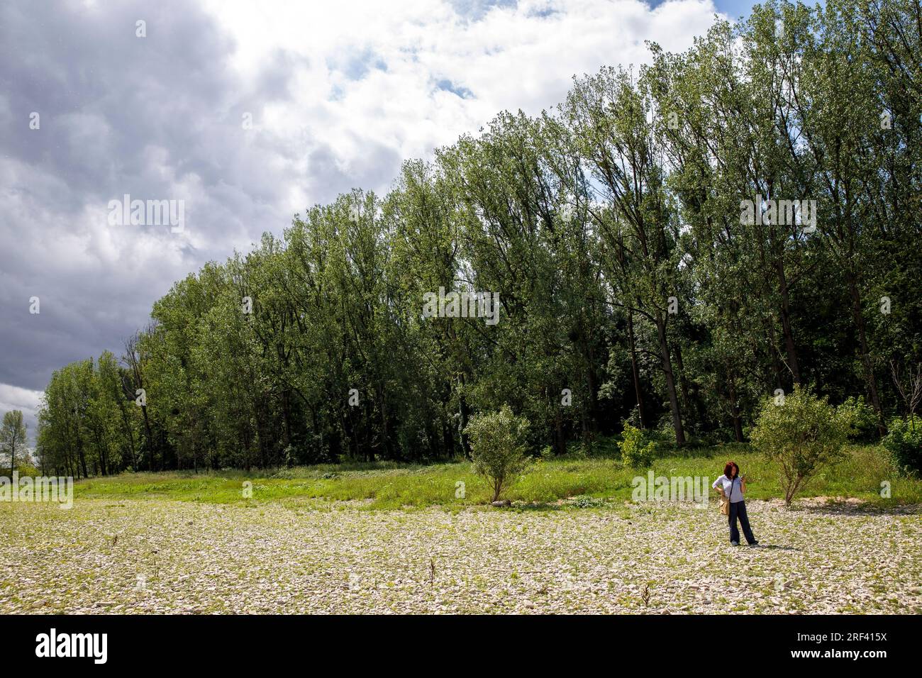 river Rhine meadows and floodplain forest in Rodenkirchen-Weiss, Cologne, Germany. Rheinaue und Auenwald im Weisser Rheinbogen in Rodenkirchen-Weiss, Stock Photo