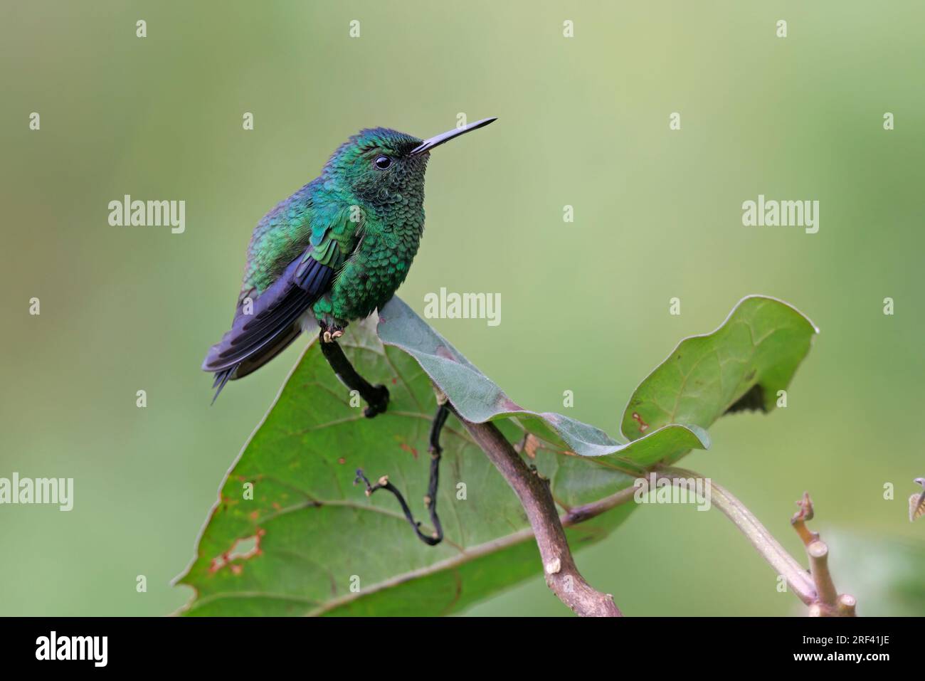 Western Emerald, Bosque de las aves La Florida, Colombia, November 2022 Stock Photo