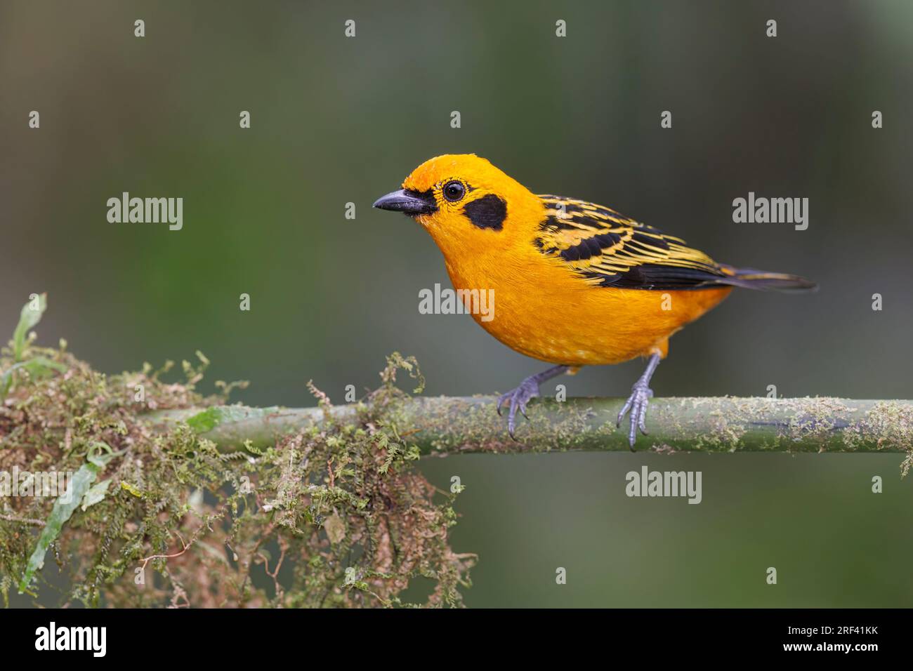 Golden Tanager, Bosque de las aves, La Florida, Cauca valley, Colombia, November 2022 Stock Photo