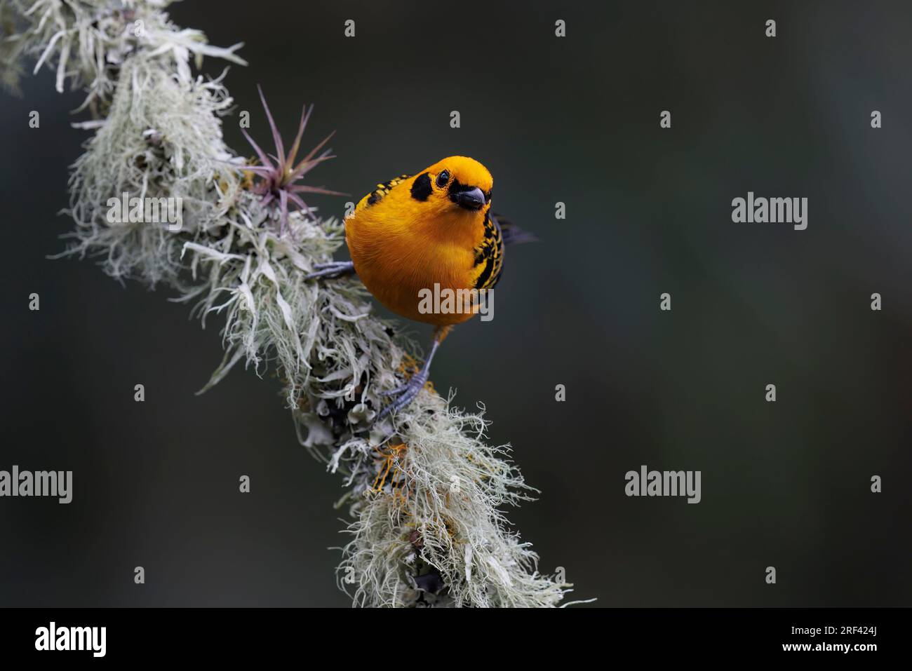 Golden Tanager, Bosque de las aves, La Florida, Cauca valley, Colombia, November 2022 Stock Photo