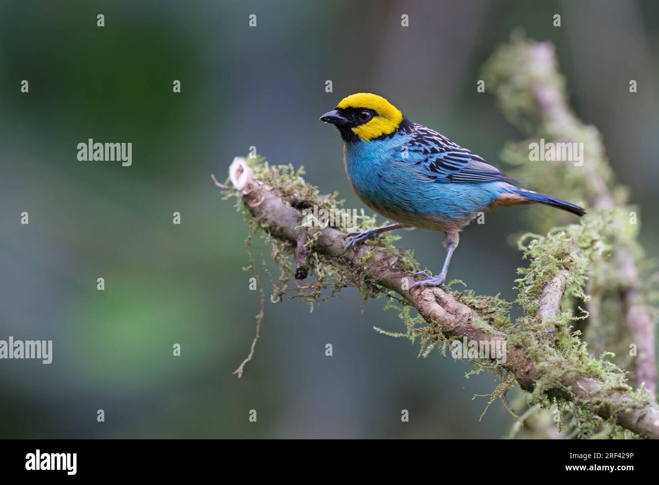 Saffron-crowned Tanager, Bosque de las aves La Florida, Colombia, November 2022 Stock Photo