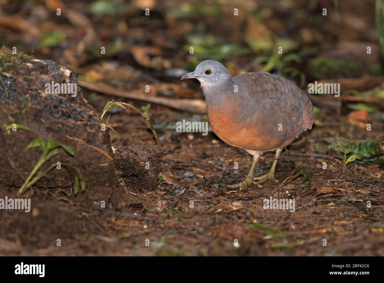 Little Tinamou, Bosque de las aves La Florida, Cauca, Colombia, November 2022 Stock Photo