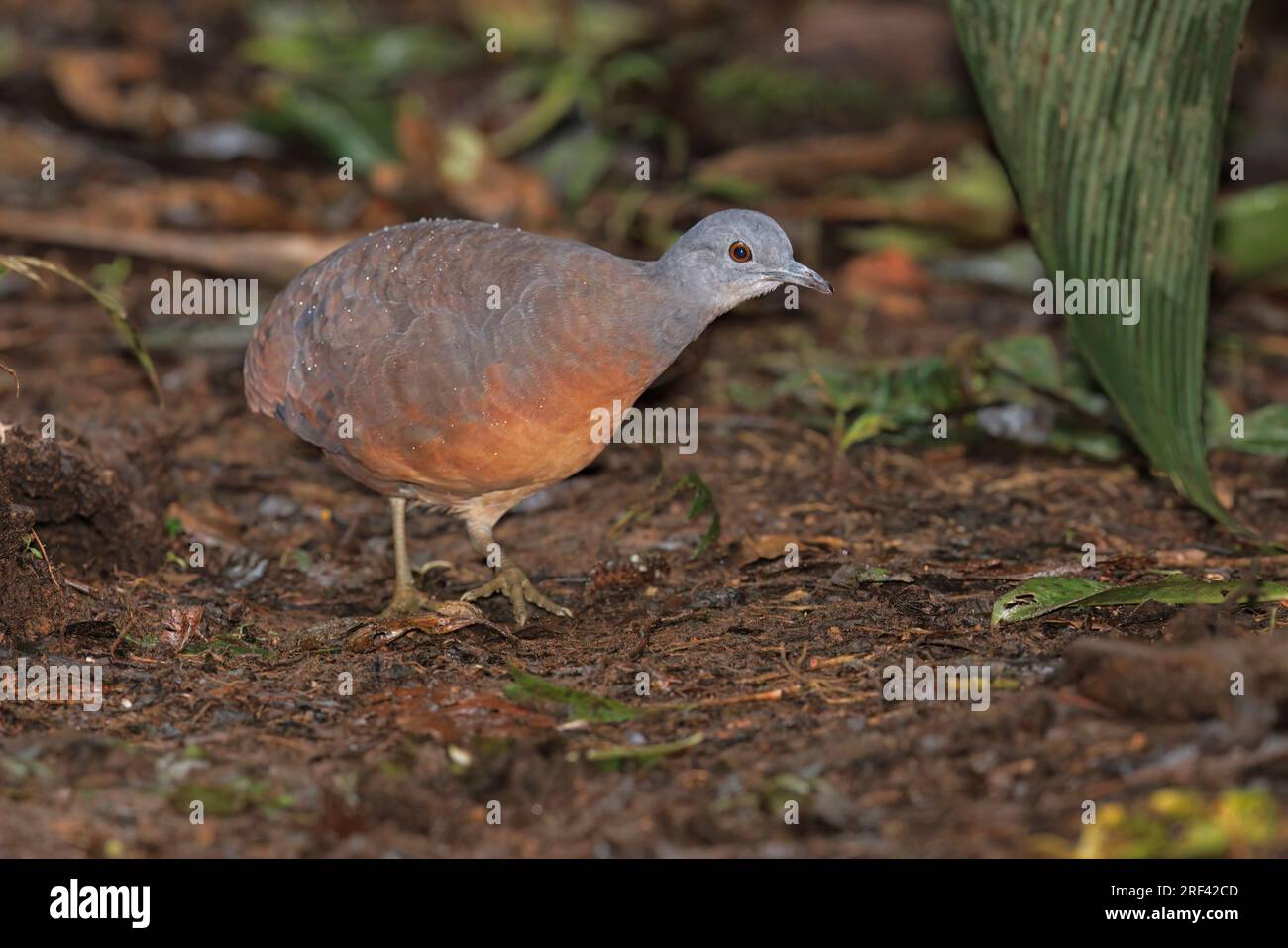 Little Tinamou, Bosque de las aves La Florida, Cauca, Colombia, November 2022 Stock Photo