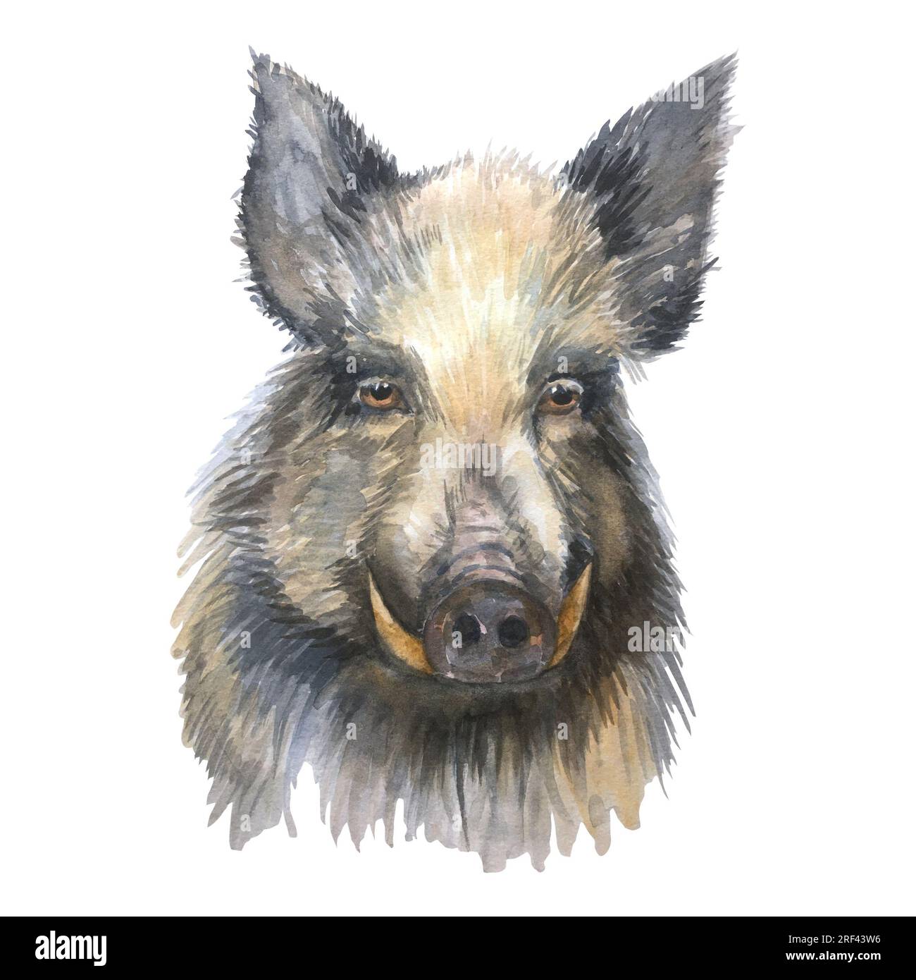 Watercolor t Cut Out Stock Images & Pictures - Alamy