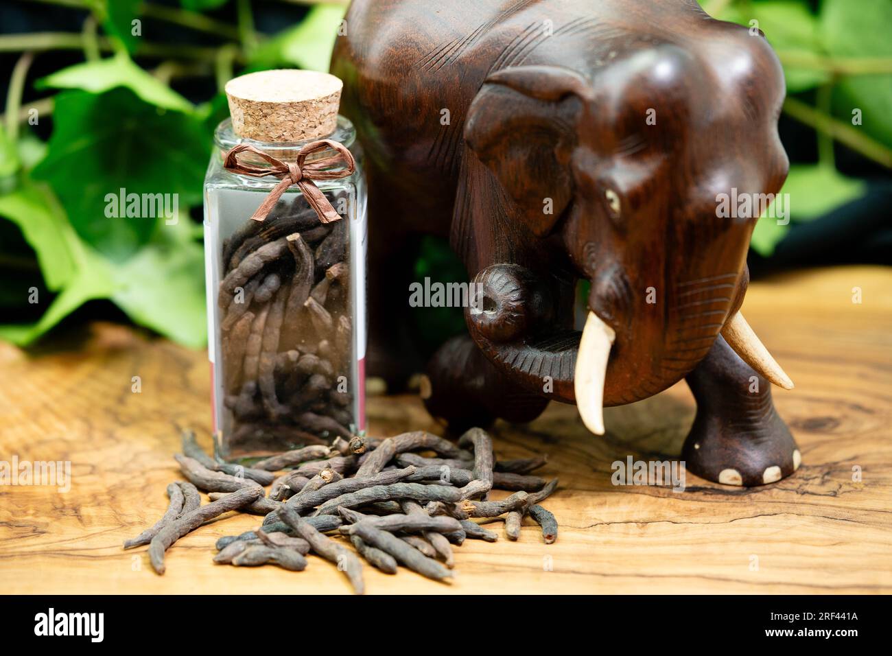 Black long pepper xylopia aethiopica on olive wood Stock Photo