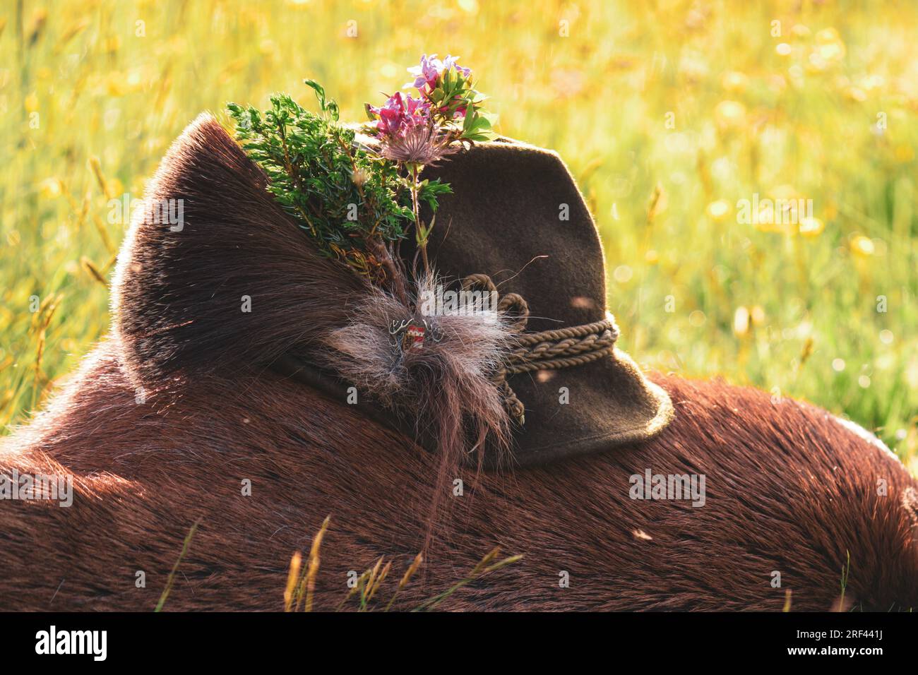 a traditional hunting hat with a chamois beard, a juniper twig and blossoms of alpine rose after the hunt of a red deer yearling Stock Photo