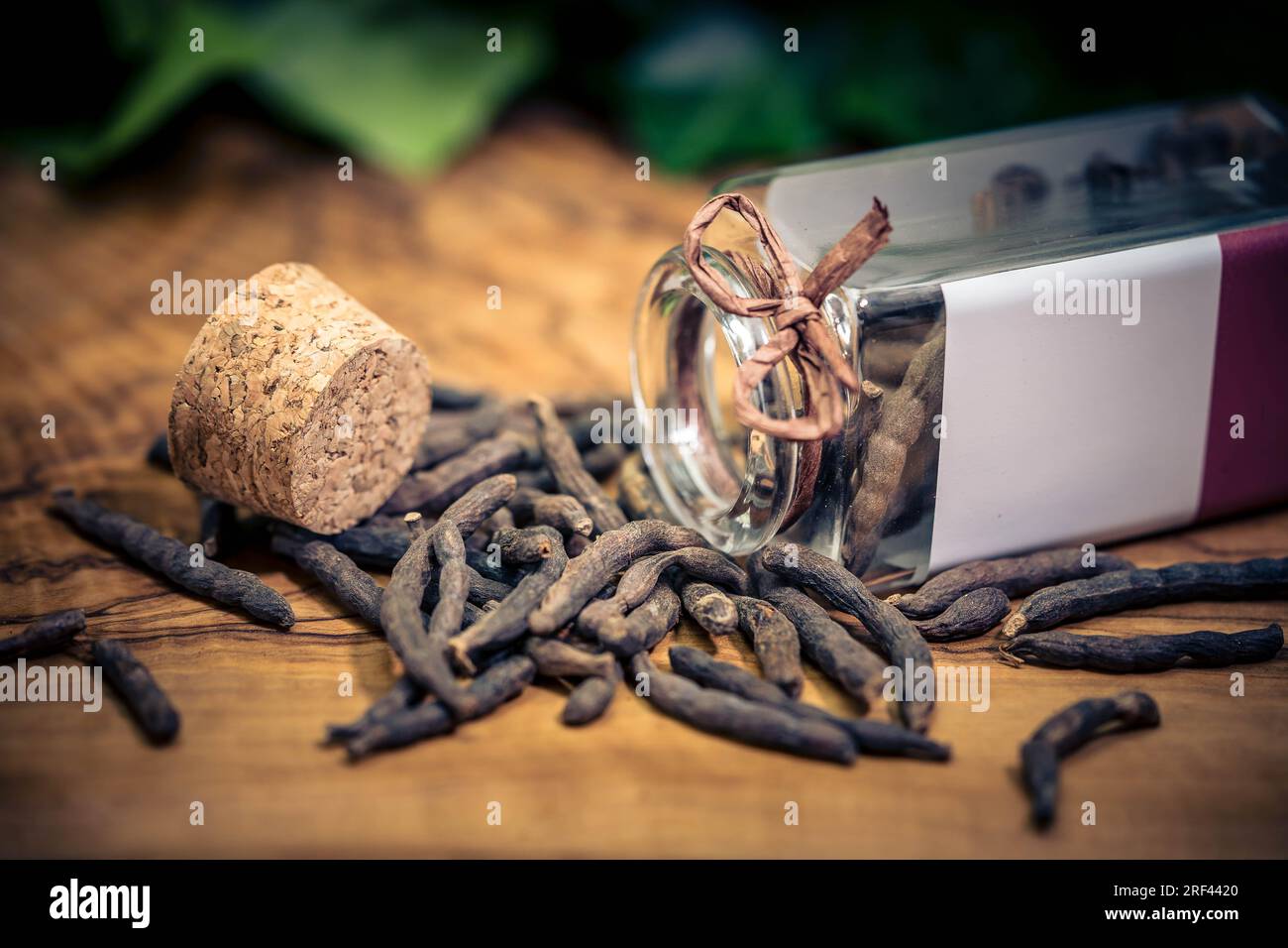 Black long pepper xylopia aethiopica on olive wood Stock Photo