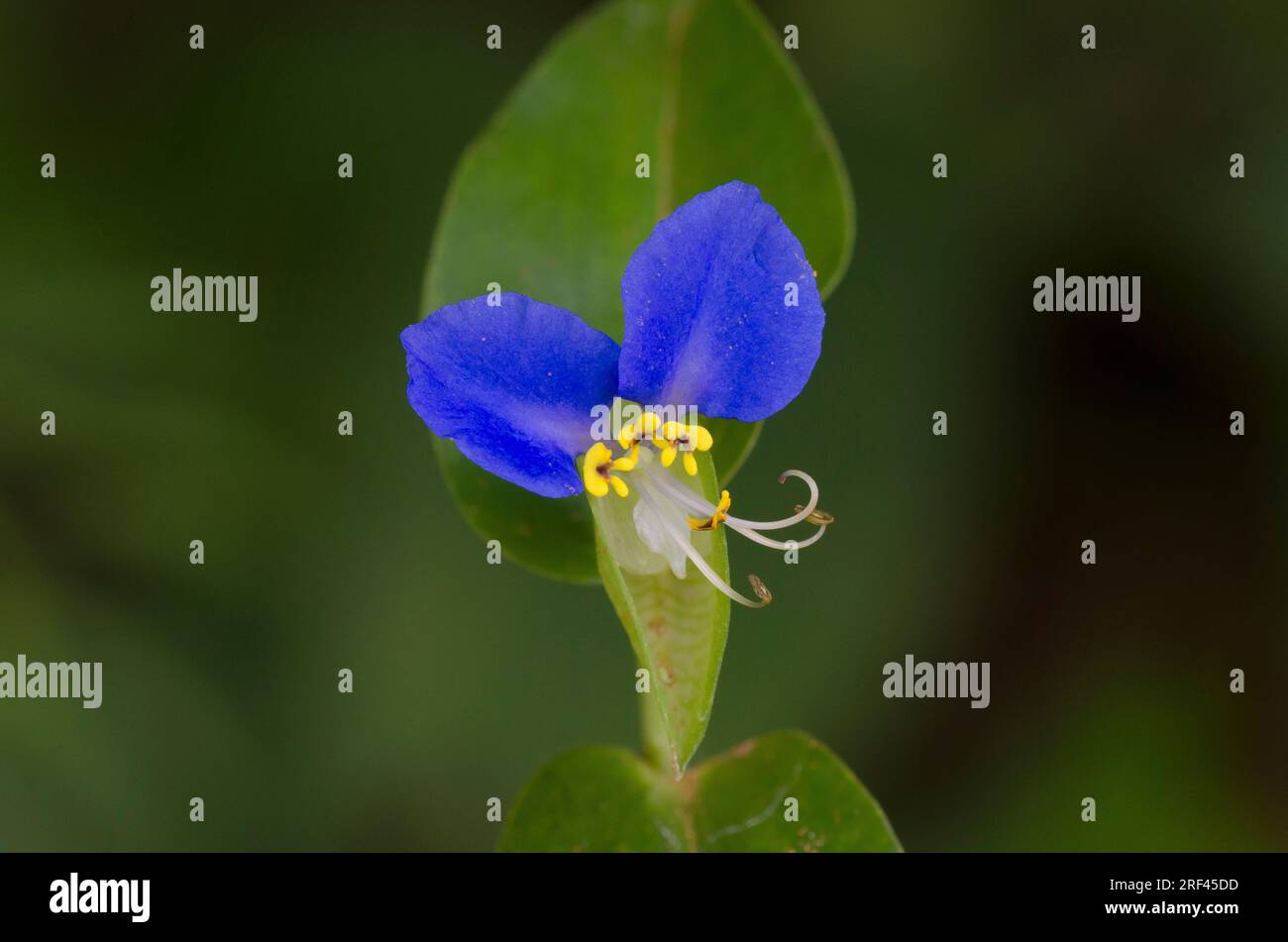Asiatic Dayflower, Commelina communis Stock Photo