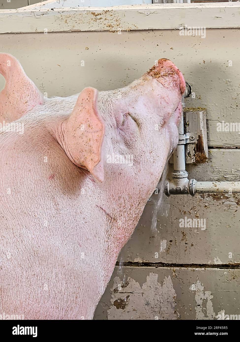 Close-up of a pink pig drinking from a barn faucet Stock Photo