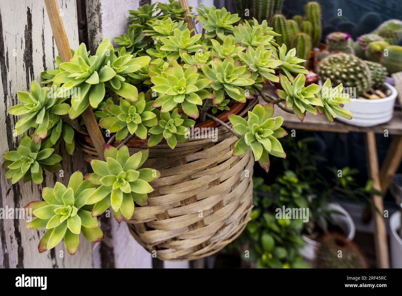 A pretty green succulent plant in a natural fiber pot Stock Photo