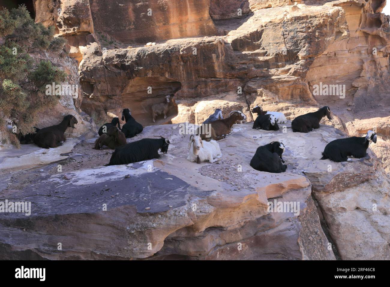 Wild goats on the Al Khubtha trail down to Petra city, UNESCO World Heritage Site, Wadi Musa, Jordan, Middle East Stock Photo