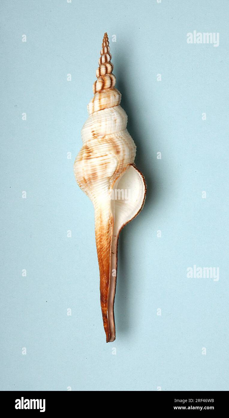 Fusinus colus, Fasciolariidae Stock Photo