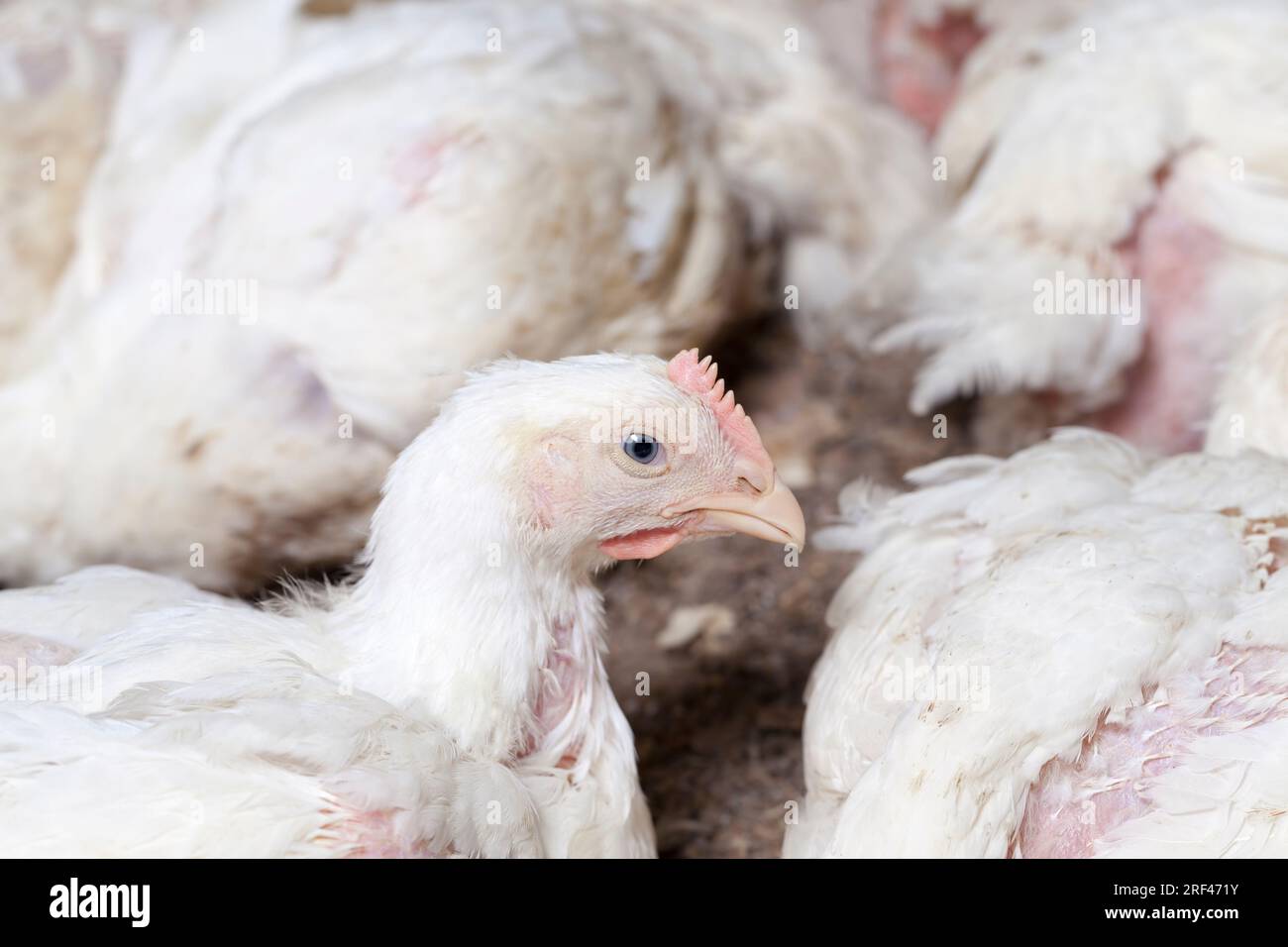 white broiler chicken chicks are raised to generate financial income from the sale of quality poultry meat chicken, a genetically improved broiler bre Stock Photo
