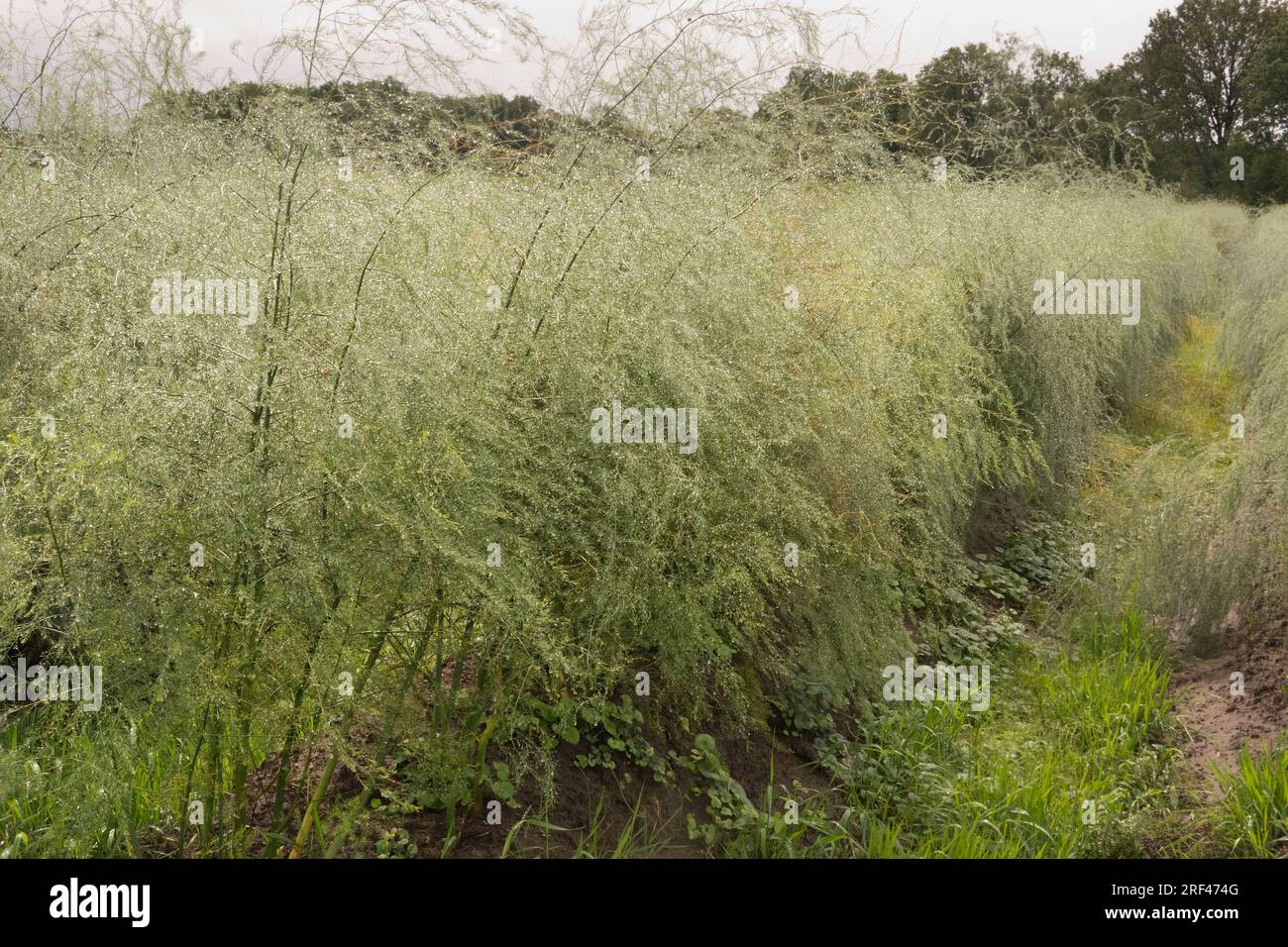 Field with rows of Asparagus, plants in fern stage, wet from the rain Stock Photo