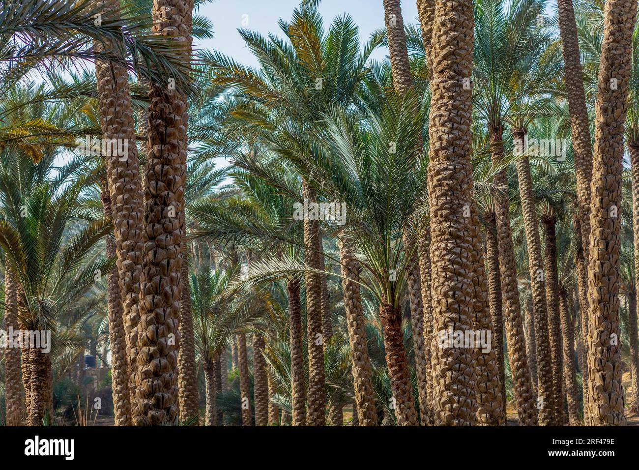 Palm trees at Saqqara, Egypt Stock Photo Alamy