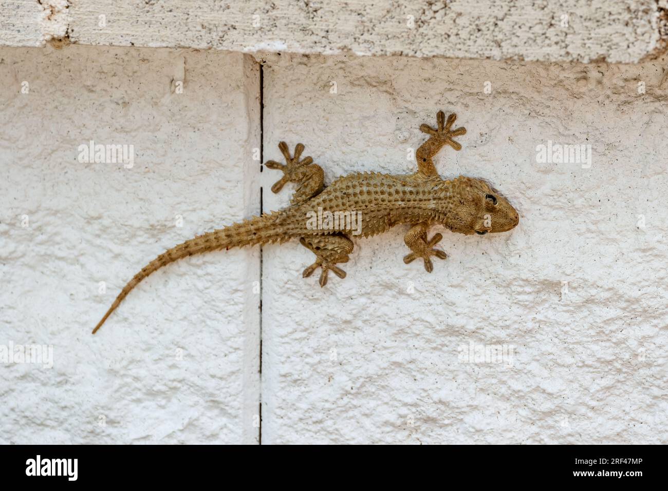 Common Wall Gecko / Moorish Gecko Tarentola mauritanica