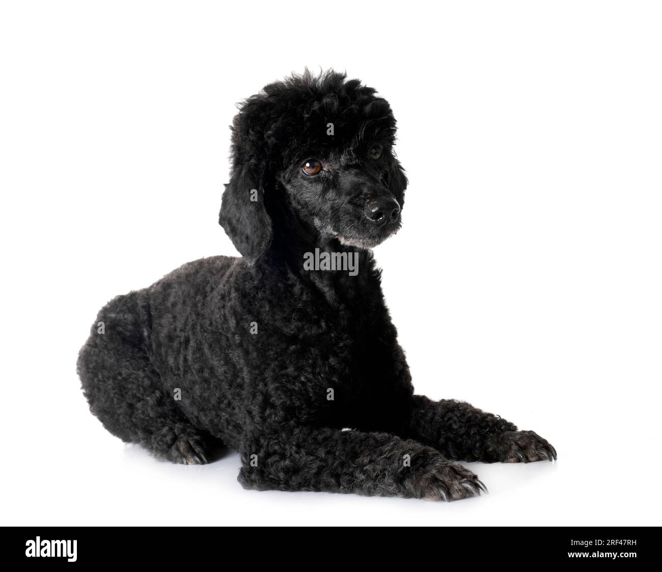 black poodle in front of white background Stock Photo - Alamy