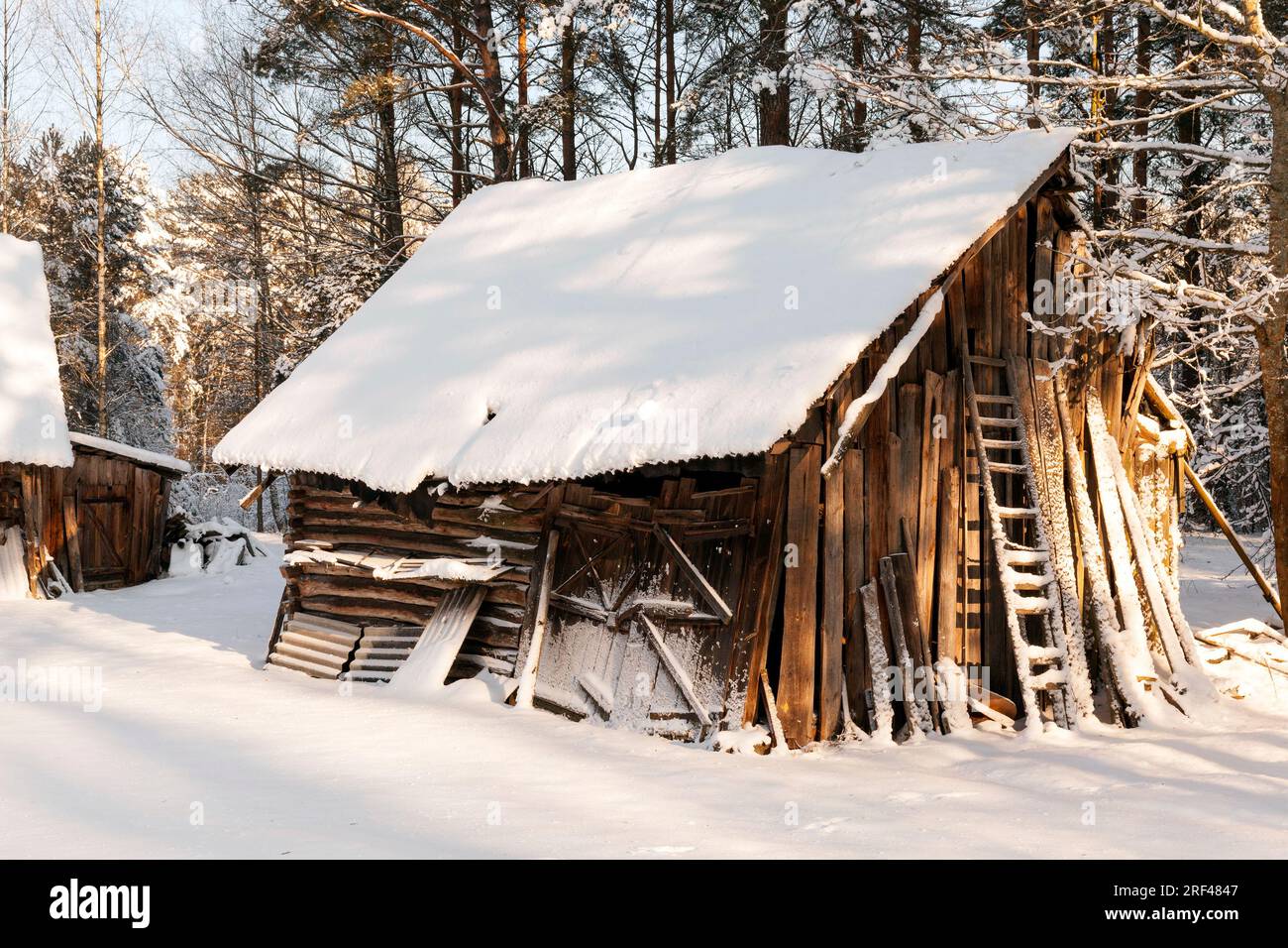 old wooden building in the forest on a farm covered with snow after winter snowfalls, rural area and features of village life Stock Photo