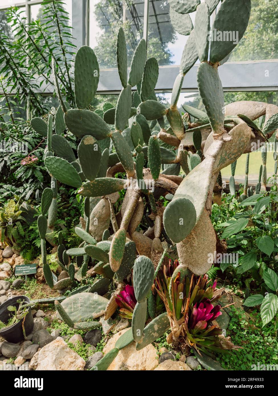 Cactus and succulent garden in botanic park at Bali, Indonesia Stock Photo  - Alamy