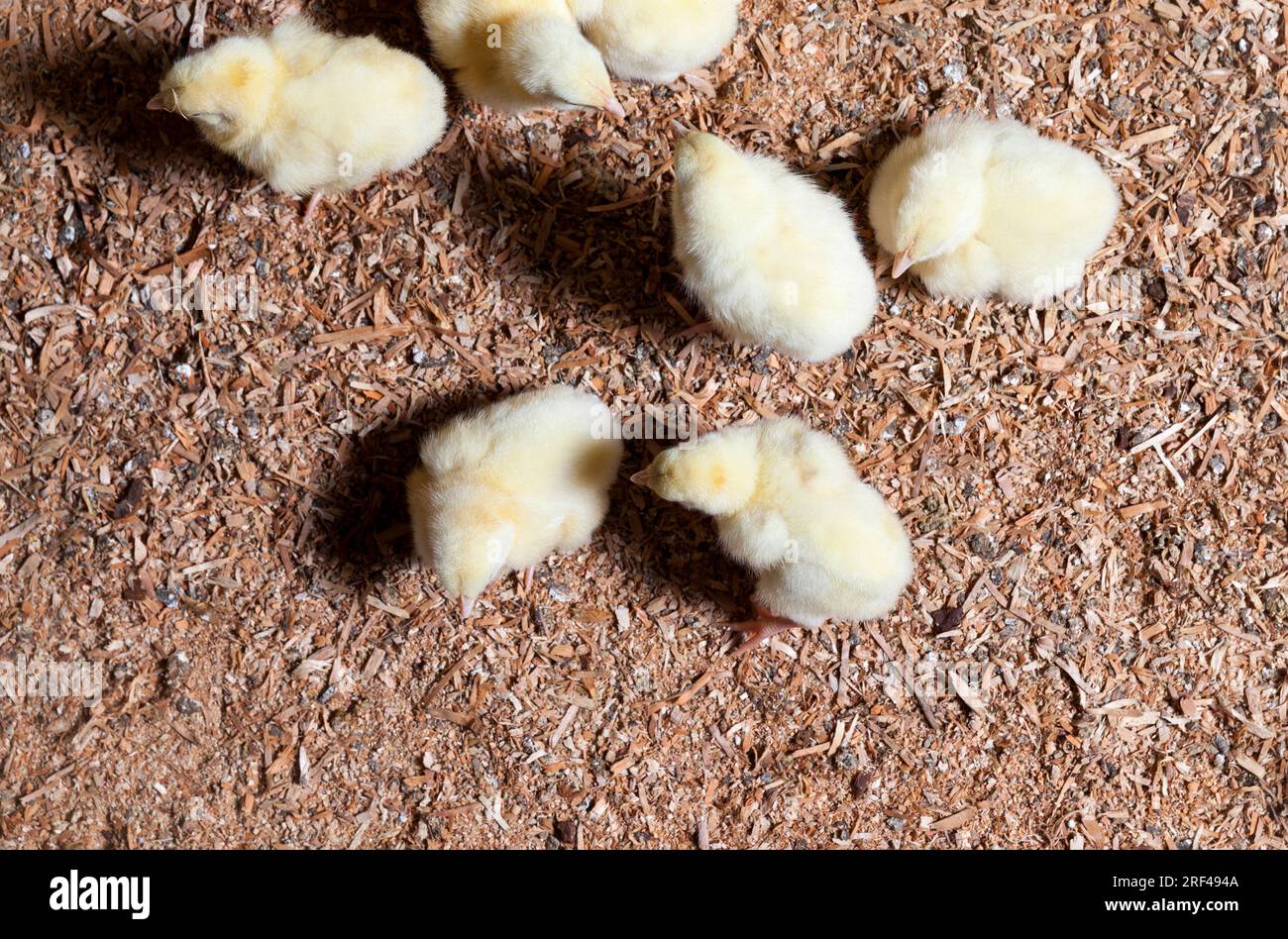 chicken chicks at a poultry farm where chicken is raised for meat and