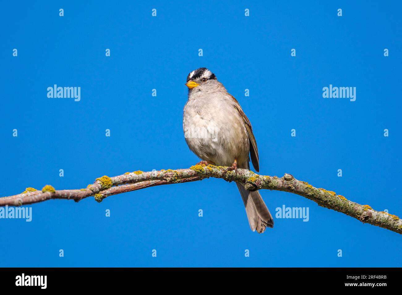 A White-crowned Sparrow perched on a tree branch with a clear blue sky Stock Photo