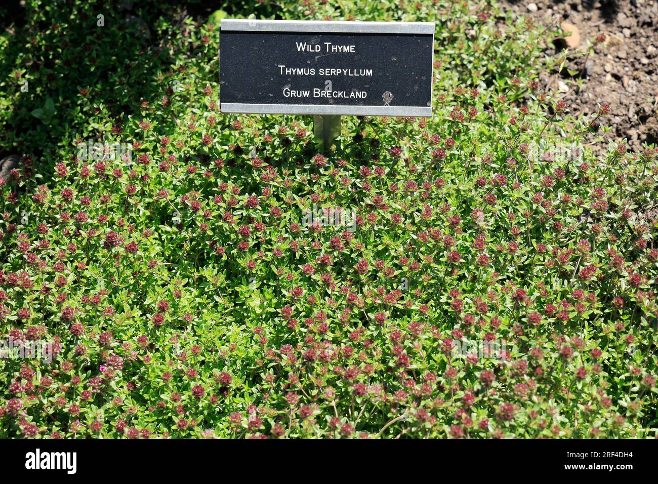 Wild Thyme - Thymus Serpyllum -  with label, Cardiff, South Wales. August 2023. Summer Stock Photo
