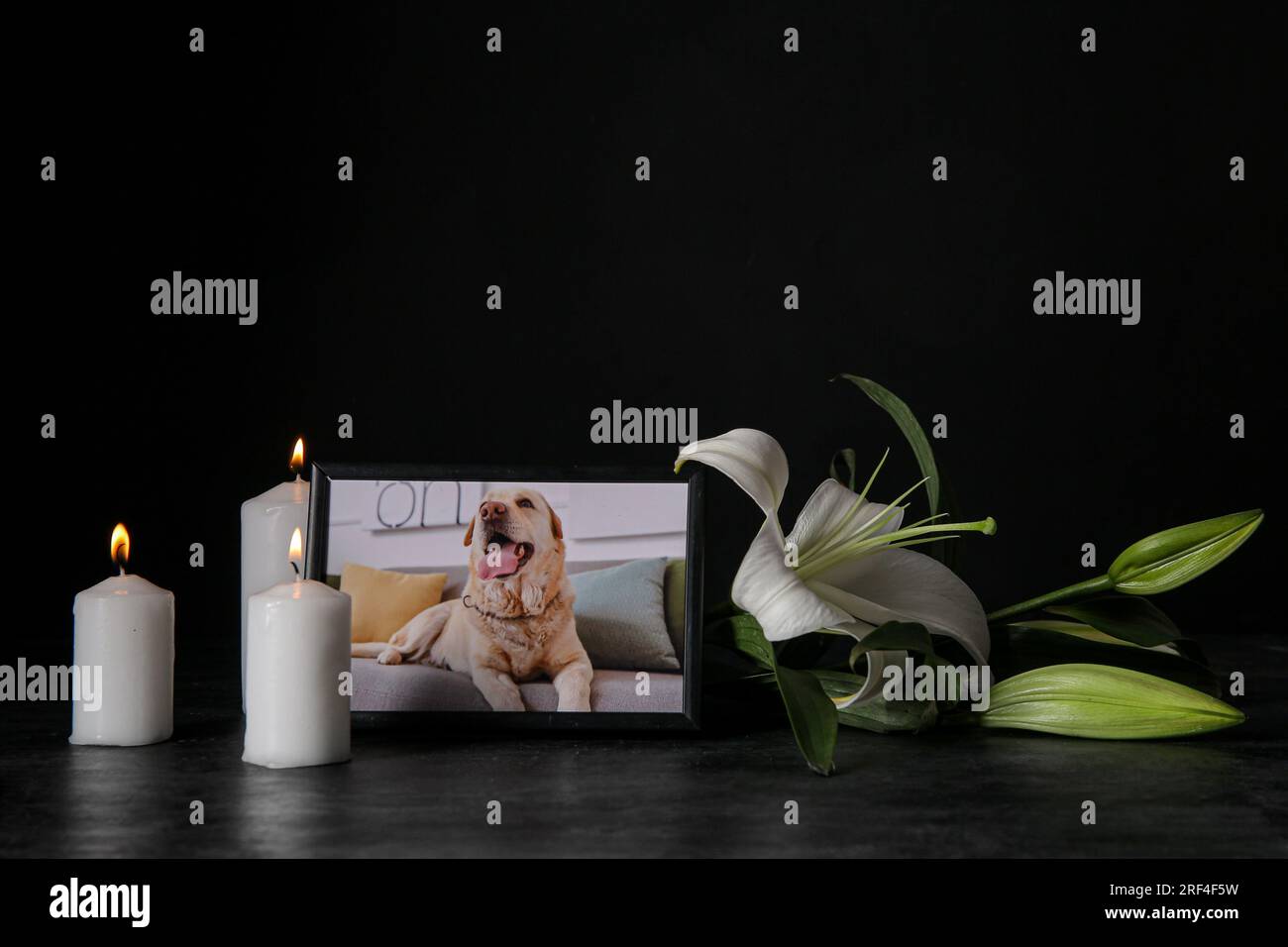 Frame with picture of dog, burning candles and lily flowers on dark