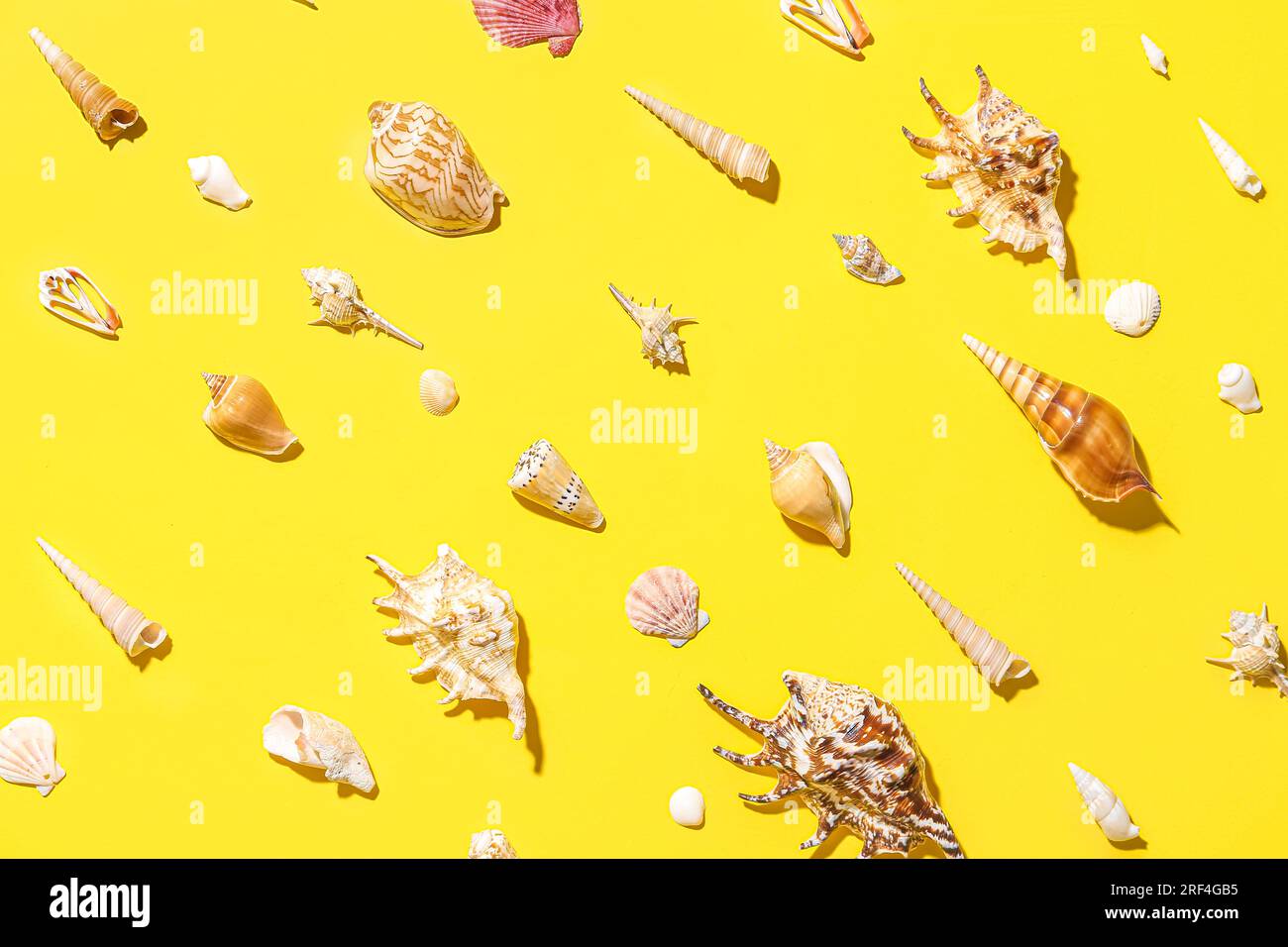 Composition with different seashells on yellow background Stock Photo