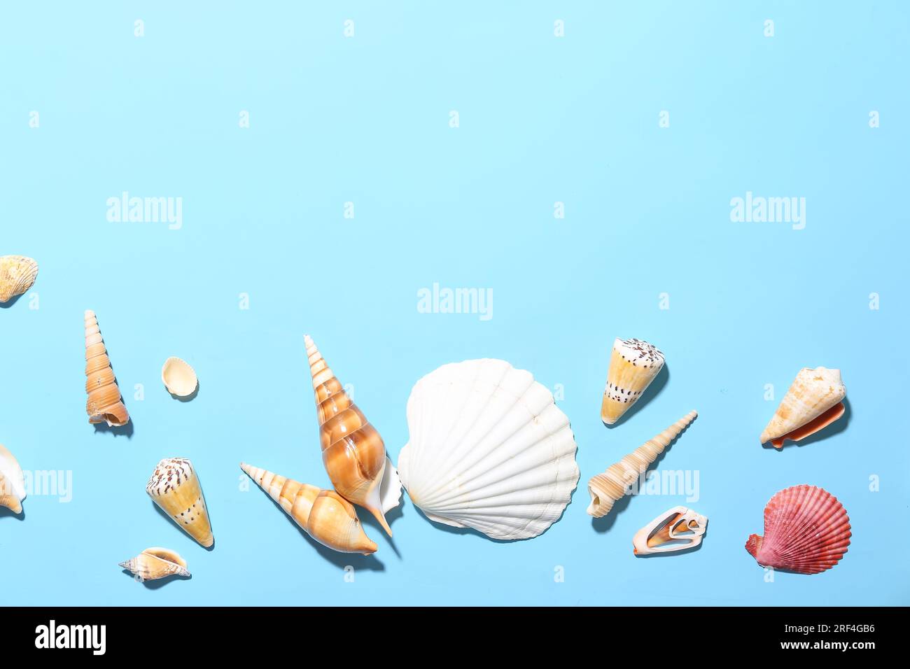 Composition with different seashells on color background Stock Photo
