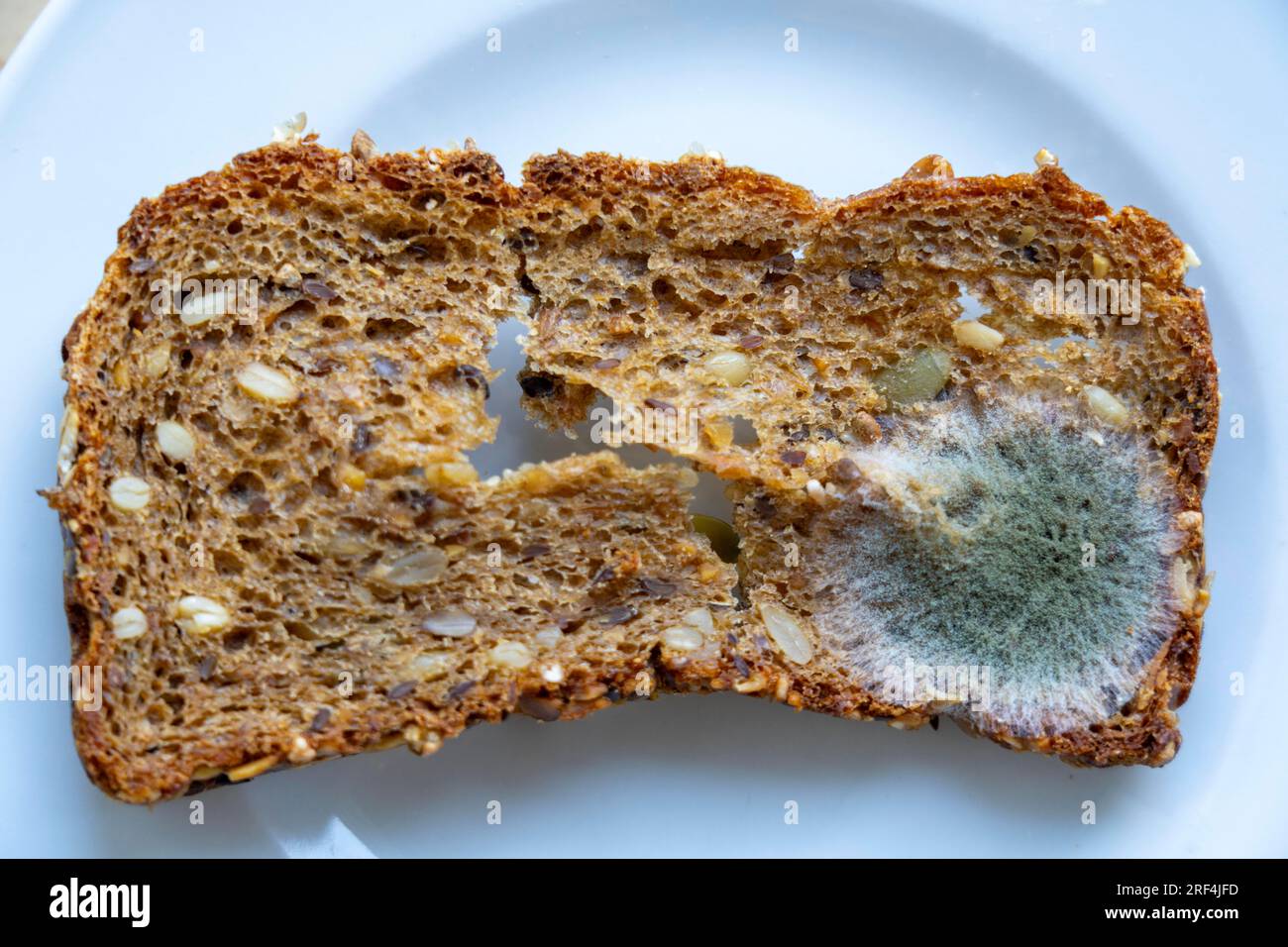 Mould on a slice of multigrain bread, mouldy, Stock Photo