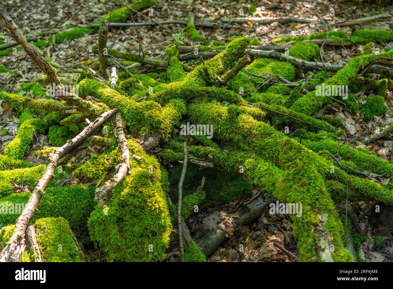 The Duisburg city forest, a forest area of approx. 600 ha in the south-east of Duisburg, mossy branches, NRW, Germany, Stock Photo