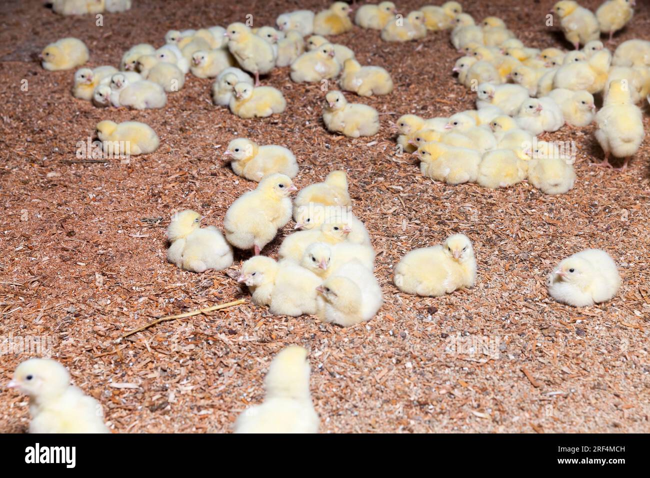 chicken hicks in a poultry farm where chicken is raised for meat and other products, young chicken hicks in a large room for industrial breeding Stock Photo