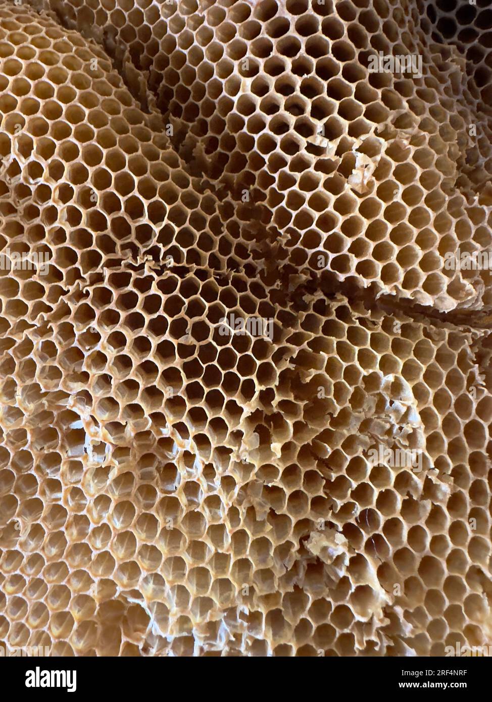 Natural honeycomb from beeswax Stock Photo