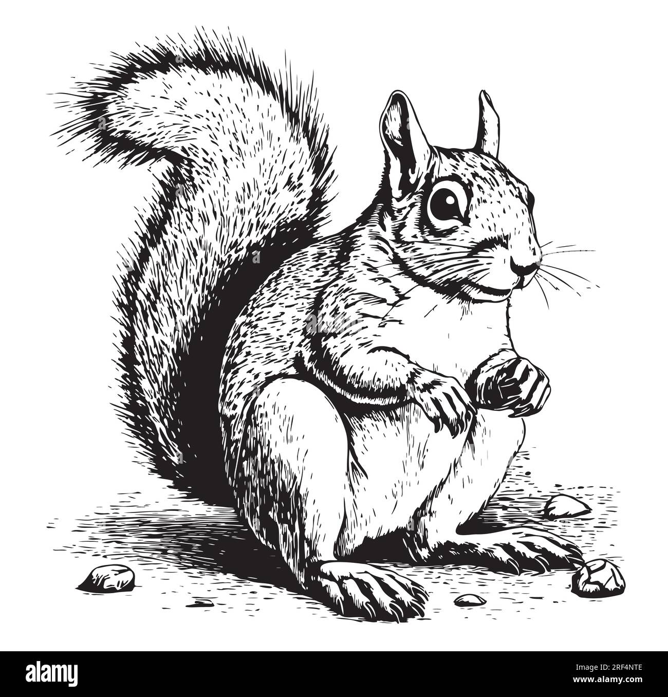 Beautiful squirrel hand drawn sketch Vector illustration Animal Stock ...