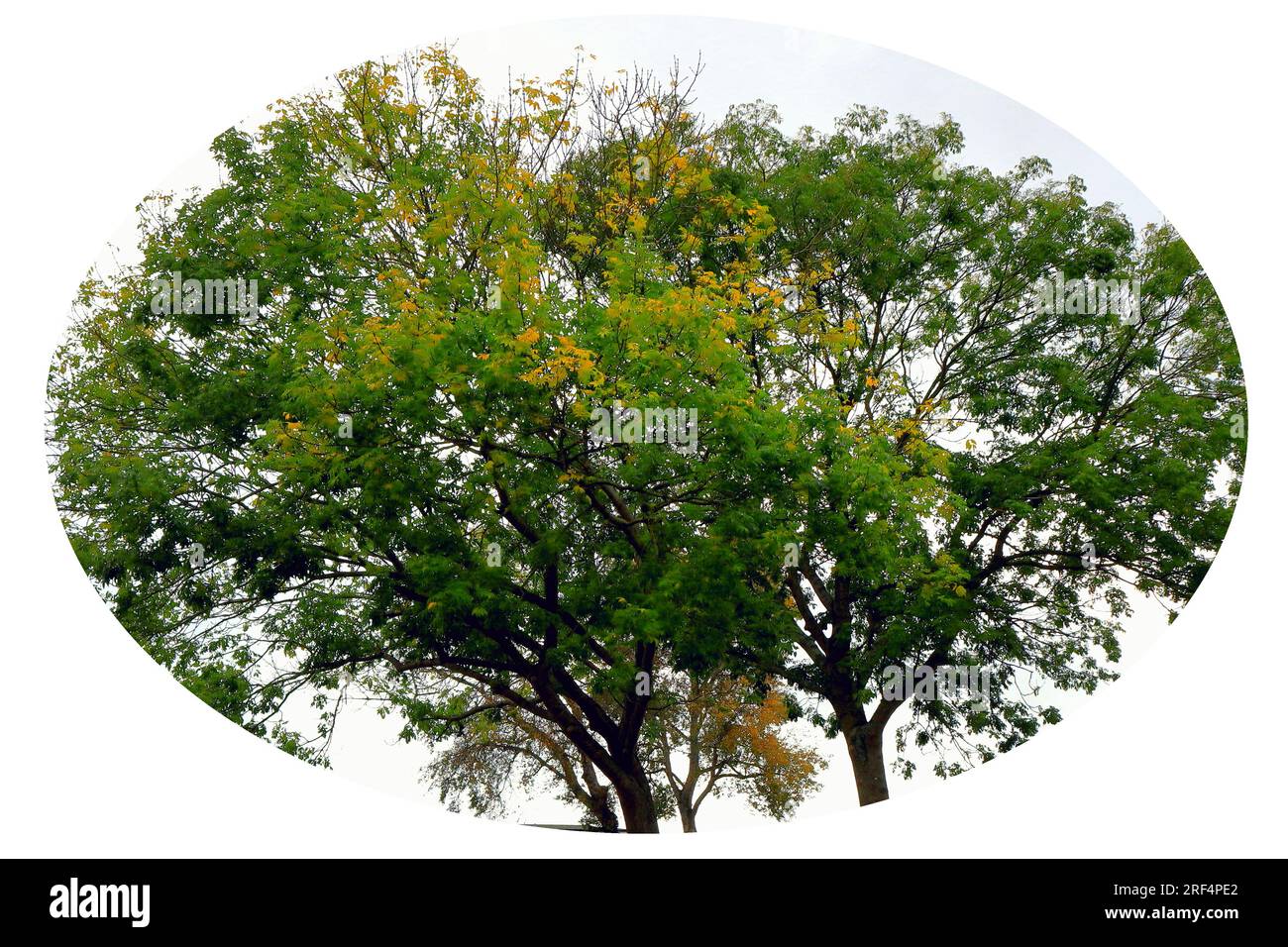 European Ash treetops, autumn shades, set in a white vignette. Stock Photo