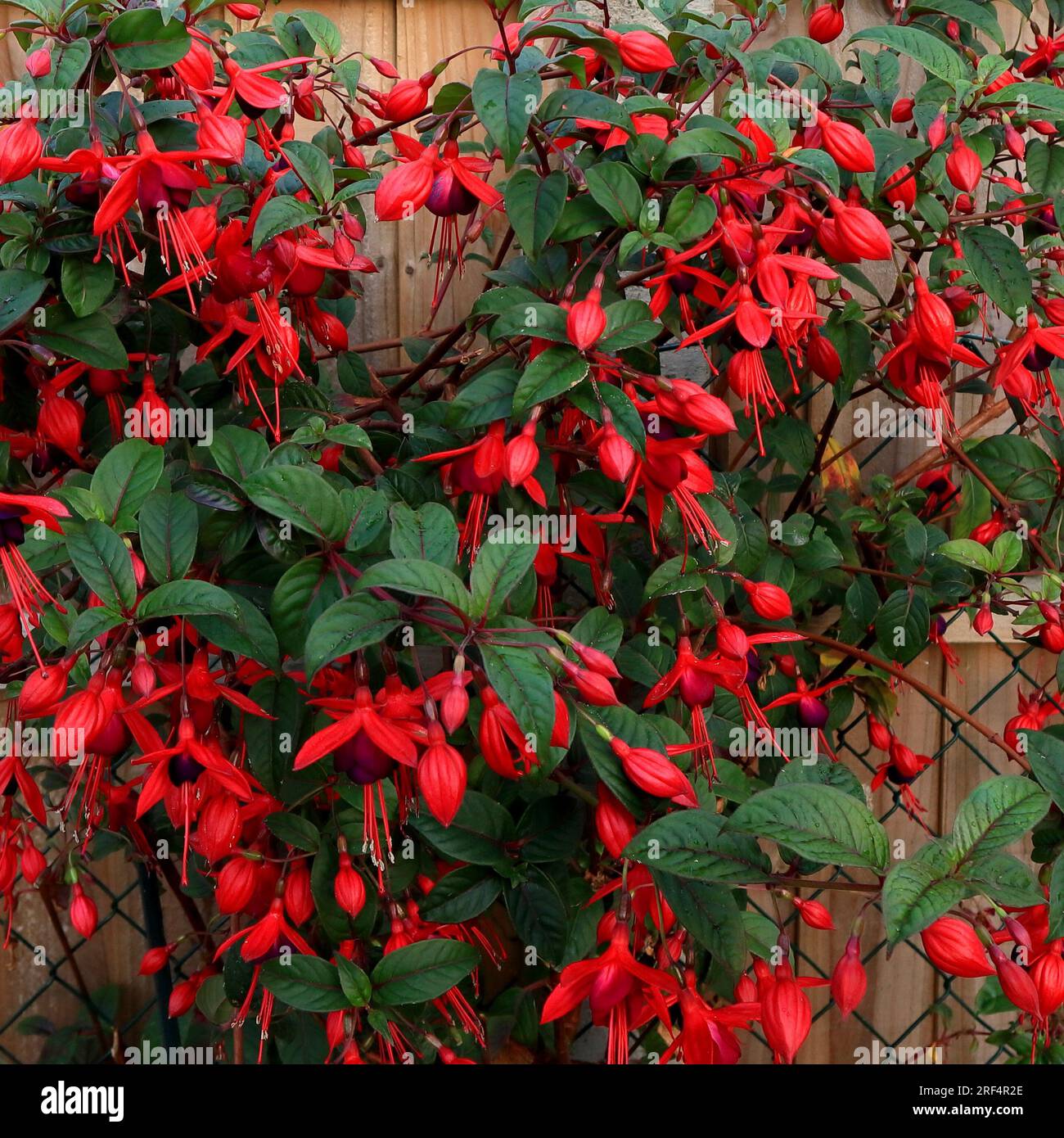 Bold red and purple fuchsia flowers set against green foliage background. Stock Photo