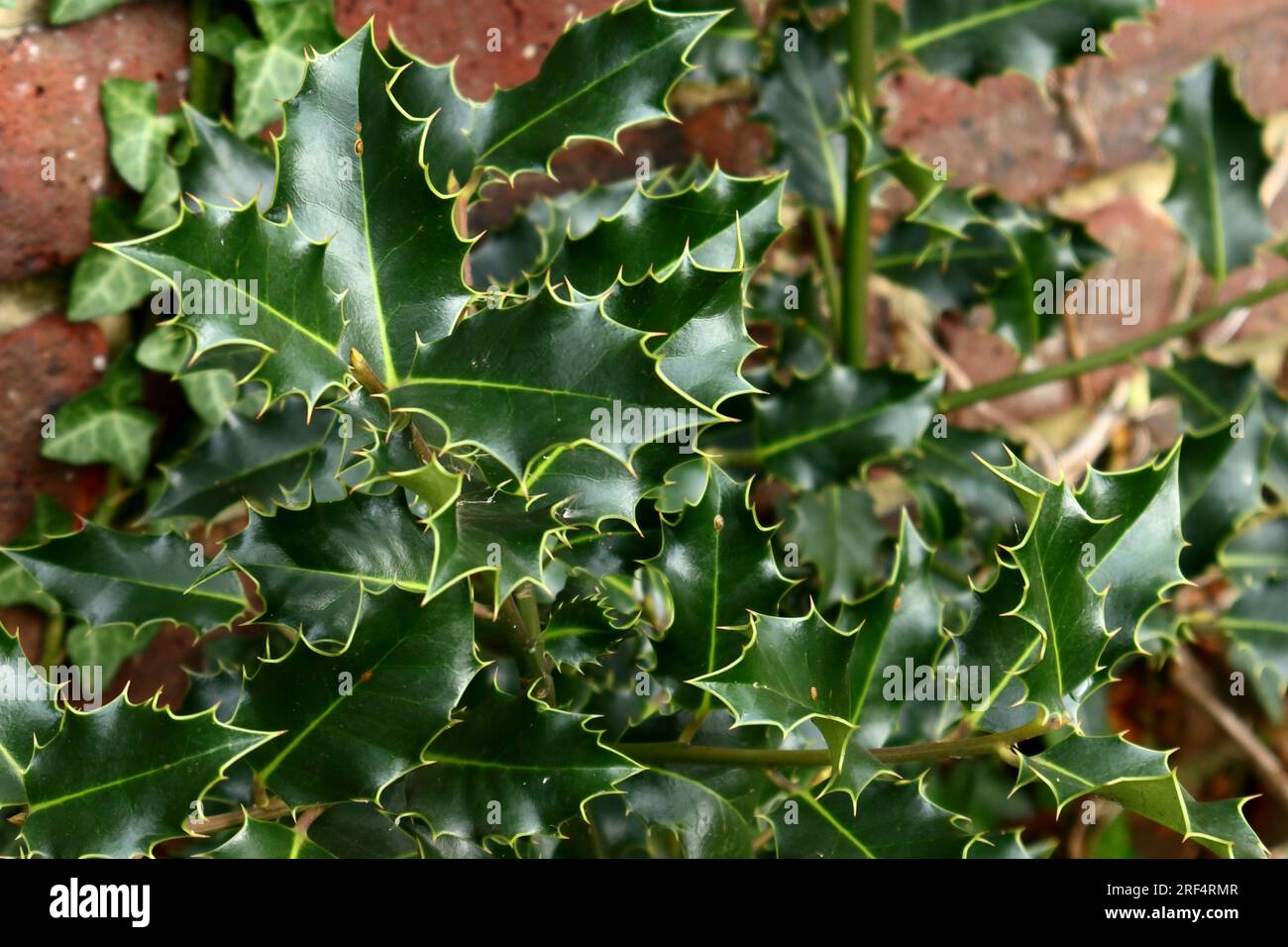 Seasonal holly leaves growing up a brick wall. Bold green holly leaves